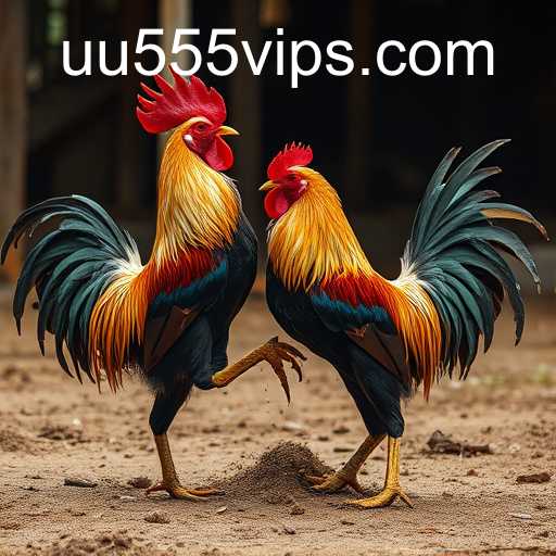 Discovering the Excitement of Jogos de Sabong and UU555